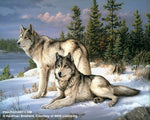 Figured'Art Painting by Numbers - Wolves Rolled Kit