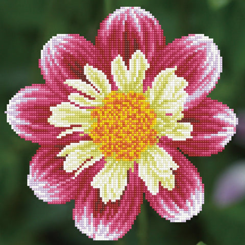 Daisy-A-Day - Diamond Dotz